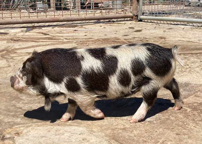 Moon Hollow Ranch KuneKune Pigs For Sale