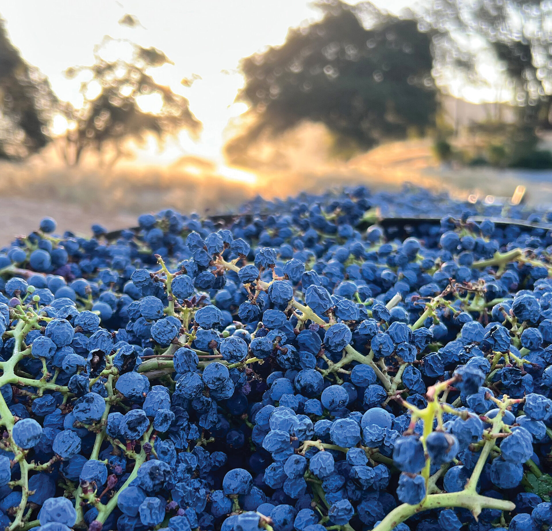 Moon Hollow estate grapes