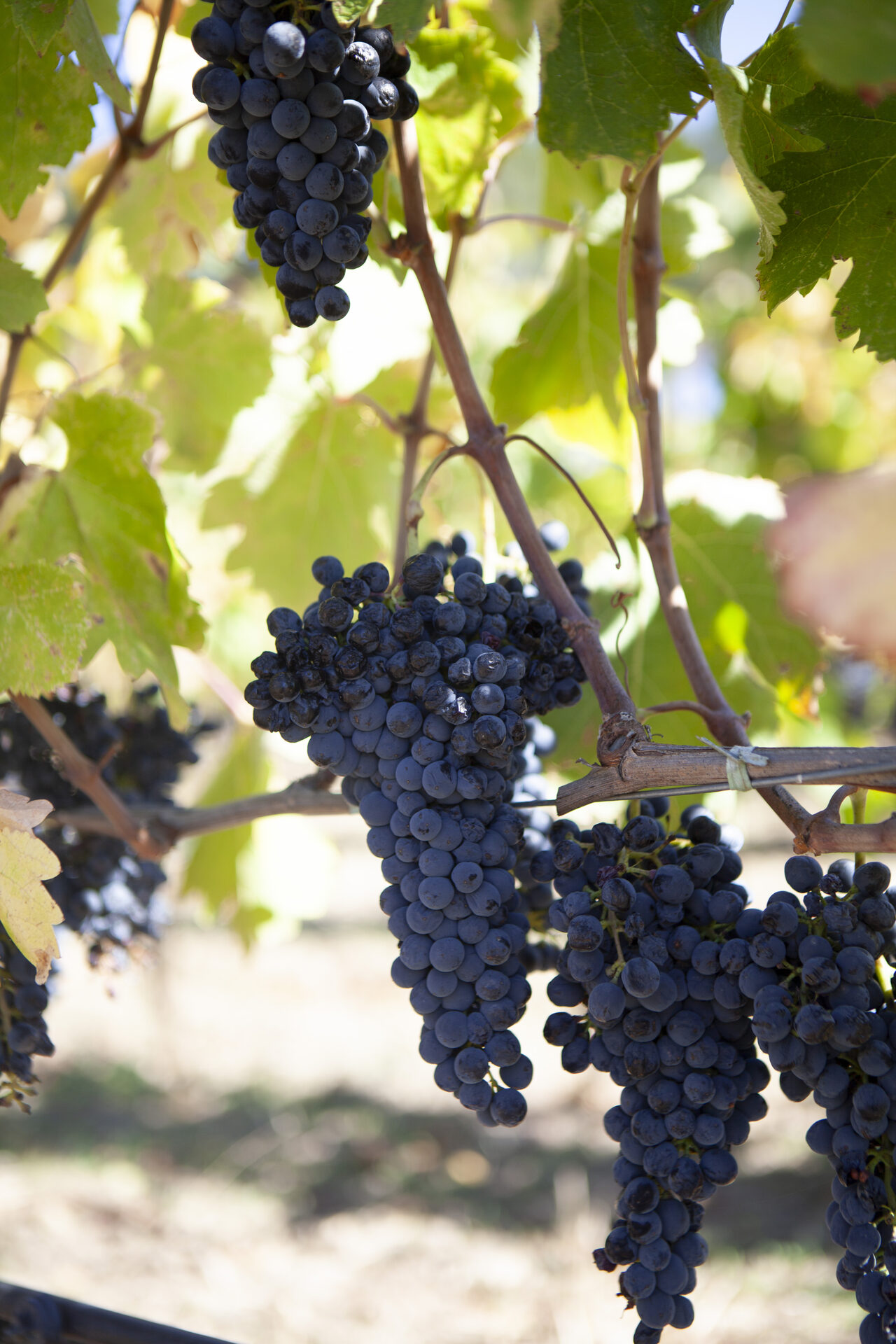 Moon Hollow vineyard grapes